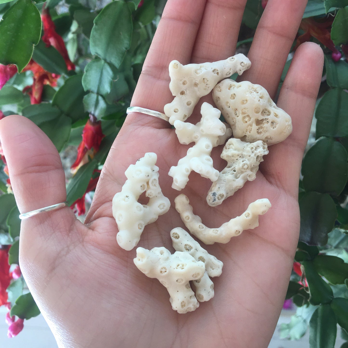 Coral Curios