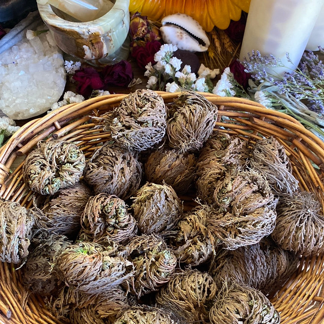 Small Rose of Jericho Plant