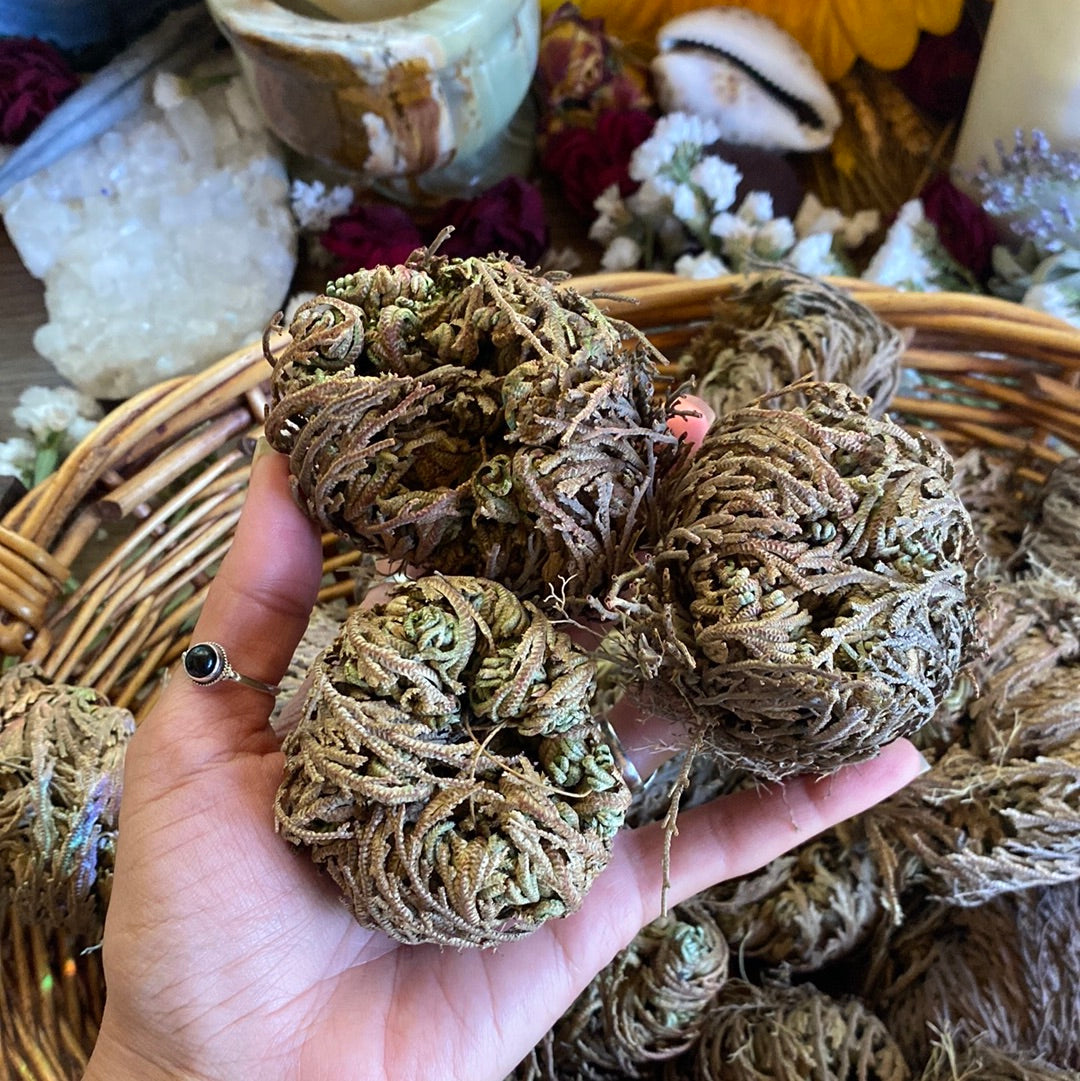 Small Rose of Jericho Plant