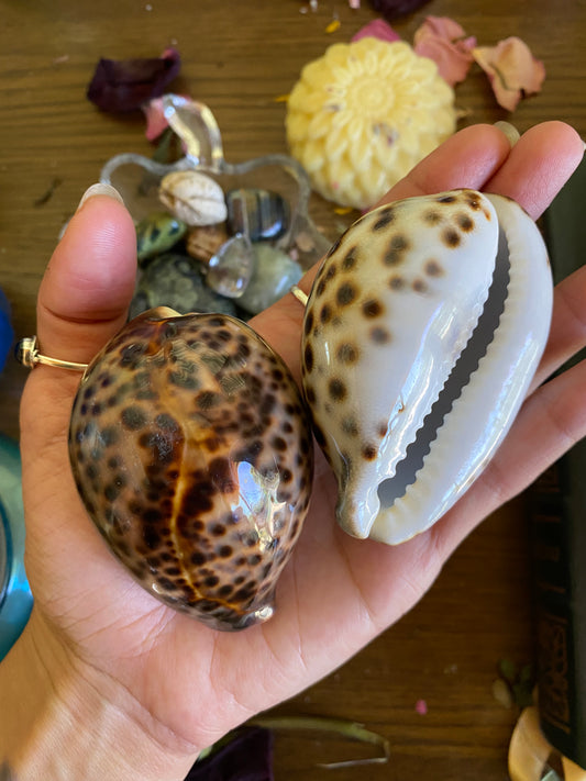 Tiger Cowrie Shells