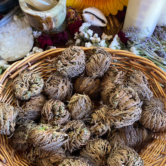 Small Rose of Jericho Plant